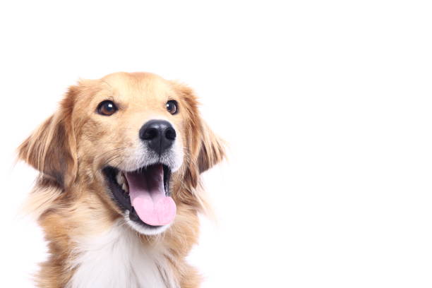 Portrait of a beautiful dog