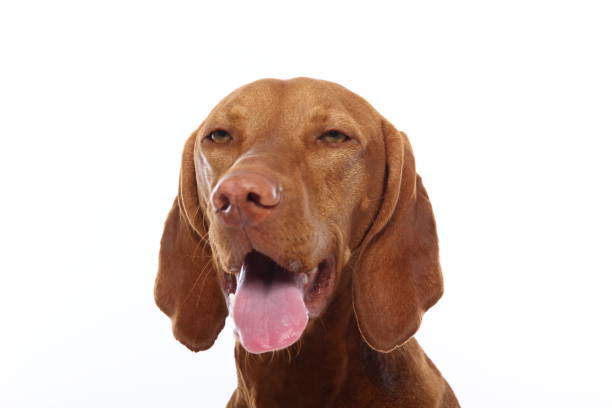istock Portrait of a beautiful dog 1076338442