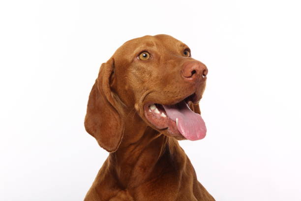 istock Portrait of a beautiful dog 1076338444