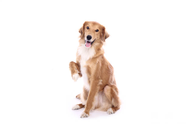 istock Portrait of a beautiful dog 1076338456
