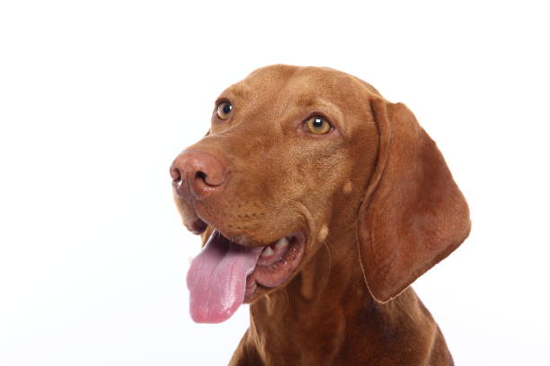 istock Portrait of a beautiful dog 1076338458