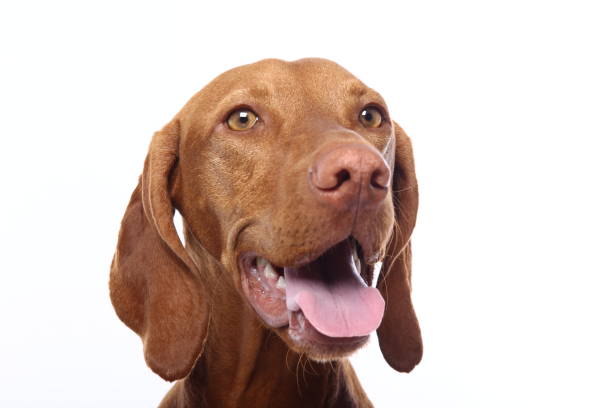 istock Portrait of a beautiful dog 1076338470