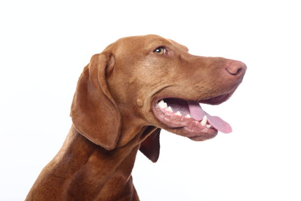 istock Portrait of a beautiful dog 1076338480