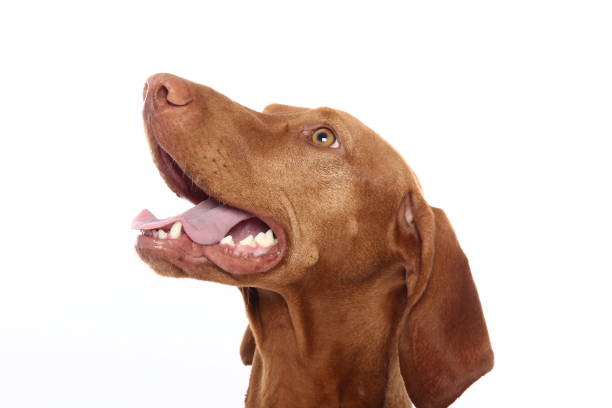 istock Portrait of a beautiful dog 1076338526