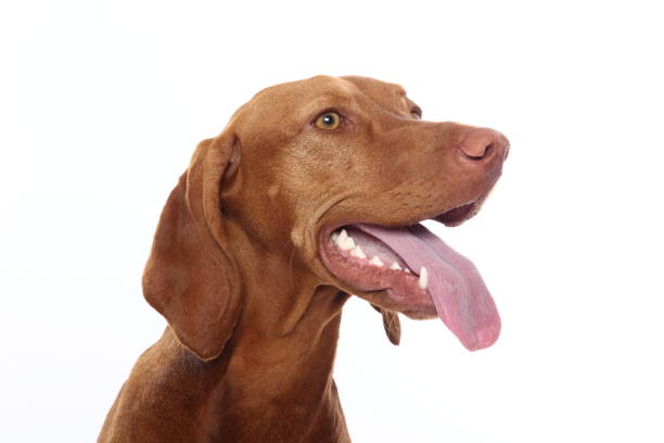 istock Portrait of a beautiful dog 1076338560