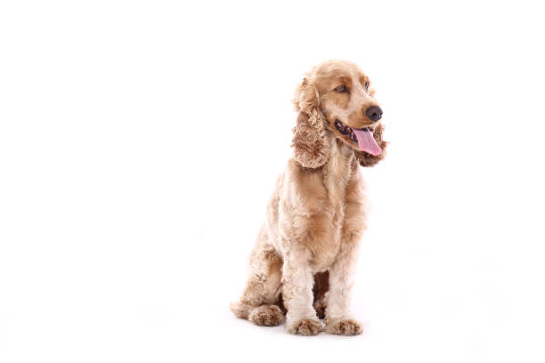istock Portrait of a beautiful dog 1076338614