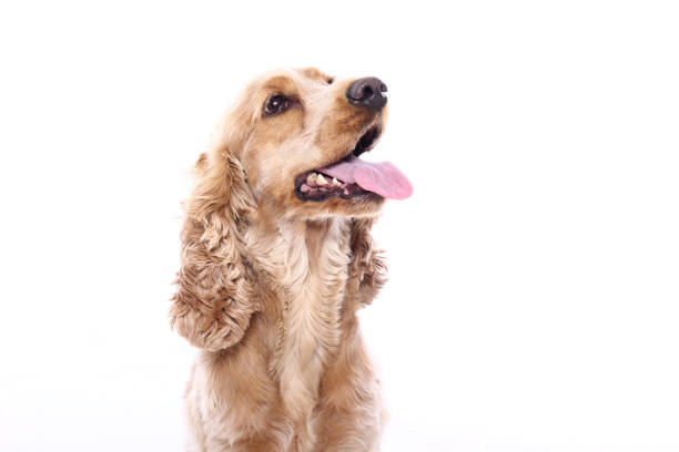 istock Portrait of a beautiful dog 1076338668