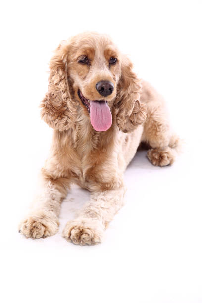 istock Portrait of a beautiful dog 1076338678
