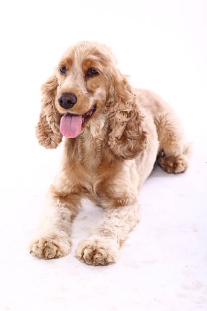 istock Portrait of a beautiful dog 1076338684
