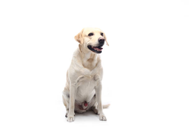 Yellow labrador retriever walking through heavy snow, with white snow on his nose; in horizontal orientation