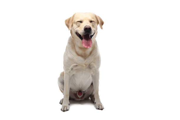 istock Portrait of a beautiful dog 1076338804
