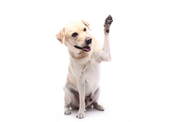 istock Portrait of a beautiful dog 1076338830