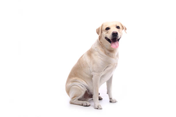istock Portrait of a beautiful dog 1076338864