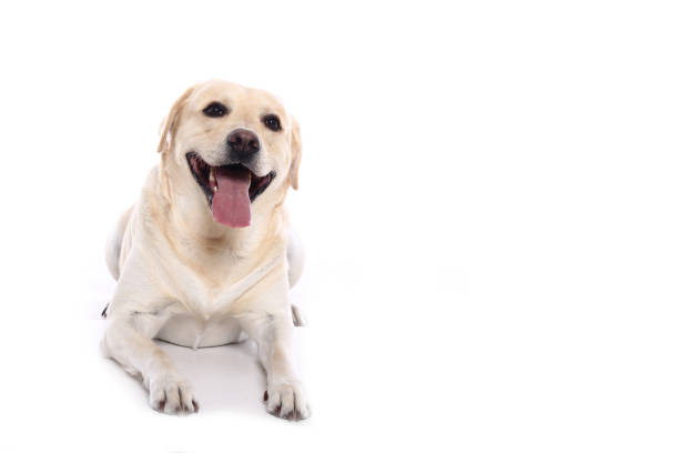 istock Portrait of a beautiful dog 1076338962