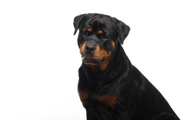 istock Portrait of a beautiful dog 1076339010