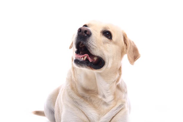 istock Portrait of a beautiful dog 1076339012