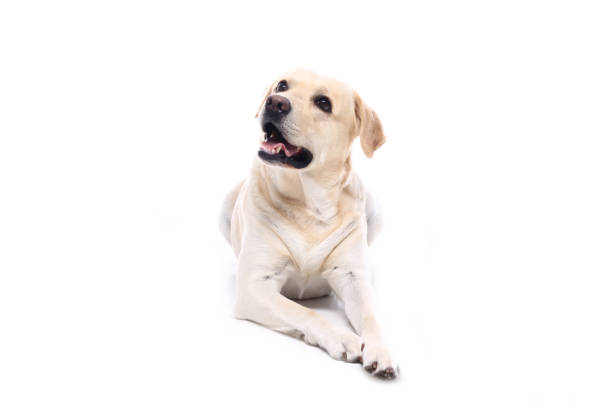 istock Portrait of a beautiful dog 1076339058