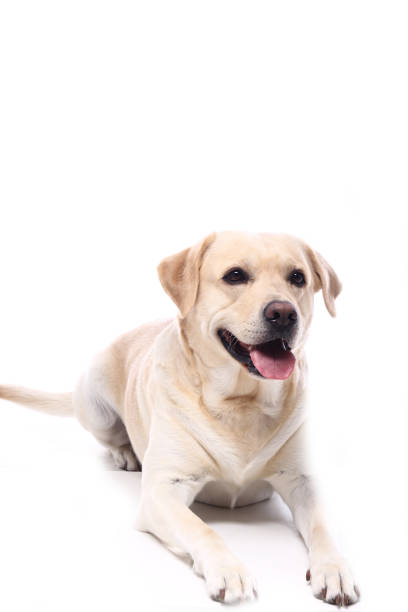 istock Portrait of a beautiful dog 1076339088