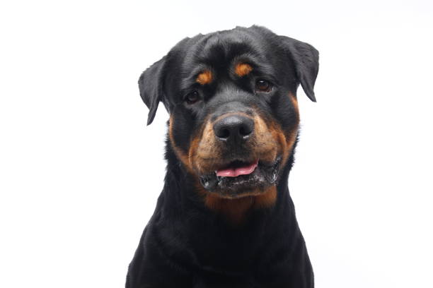 istock Portrait of a beautiful dog 1076339092