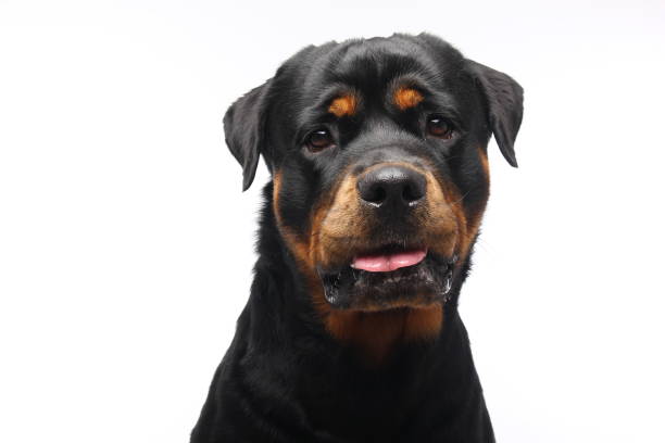 istock Portrait of a beautiful dog 1076339118