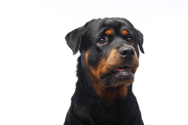 istock Portrait of a beautiful dog 1076339162