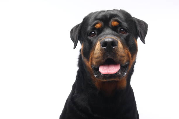 istock Portrait of a beautiful dog 1076339164