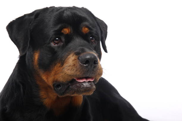 istock Portrait of a beautiful dog 1076339200