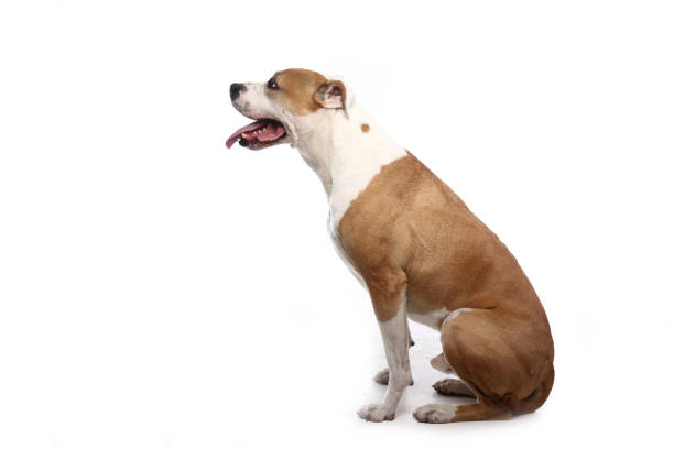 istock Portrait of a beautiful dog 1076339216