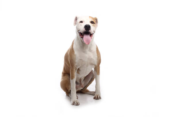 Portrait of a beautiful dog