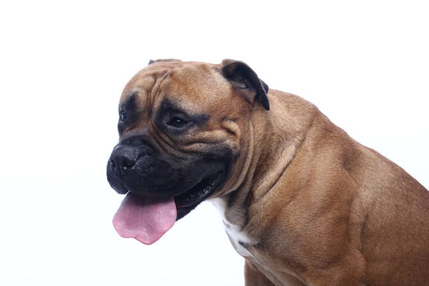 istock Portrait of a beautiful dog 1076339272