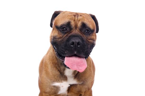 istock Portrait of a beautiful dog 1076339280
