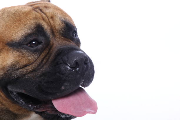 istock Portrait of a beautiful dog 1076339288