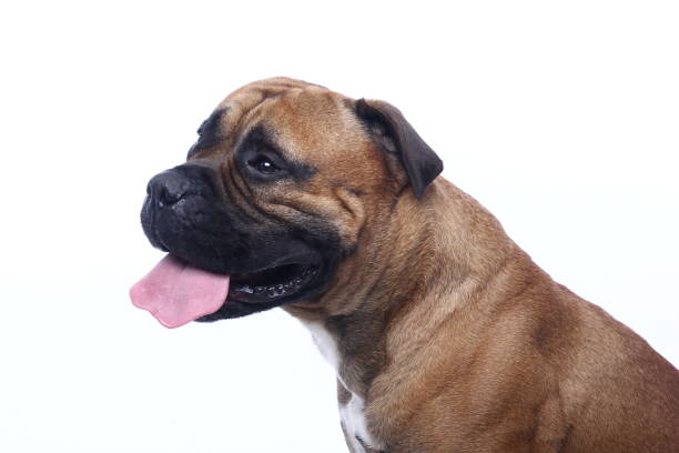 istock Portrait of a beautiful dog 1076339290