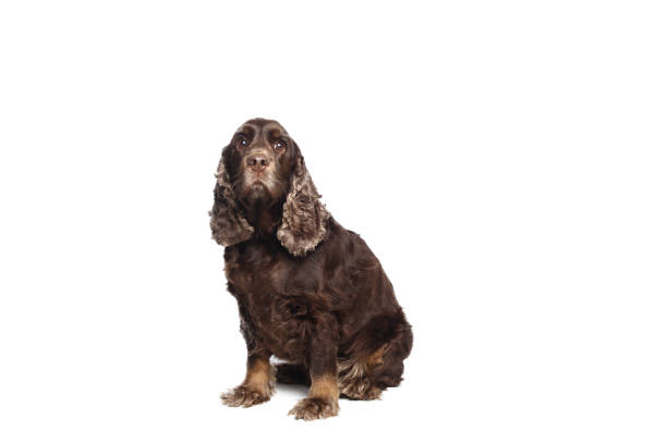 istock Portrait of a beautiful dog 1076339296