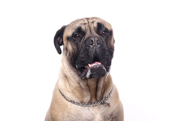 istock Portrait of a beautiful dog 1076339524