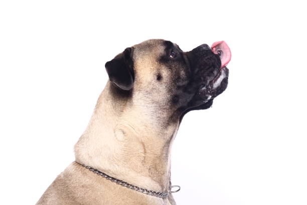 istock Portrait of a beautiful dog 1076339542