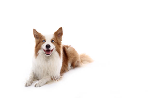 istock Portrait of a beautiful dog 1076339546