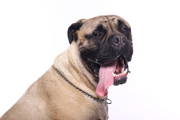 istock Portrait of a beautiful dog 1076339550