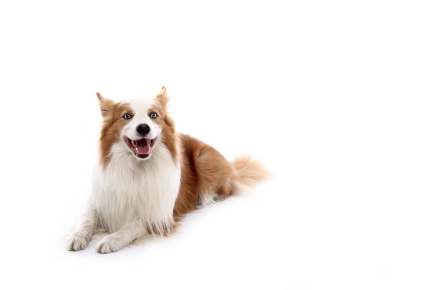 istock Portrait of a beautiful dog 1076339554