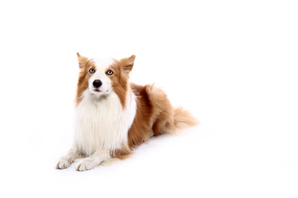 Cute collie rough looking at camera