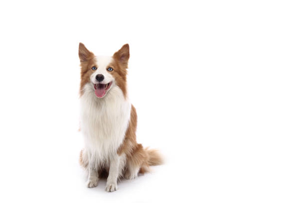 Portrait of a beautiful dog