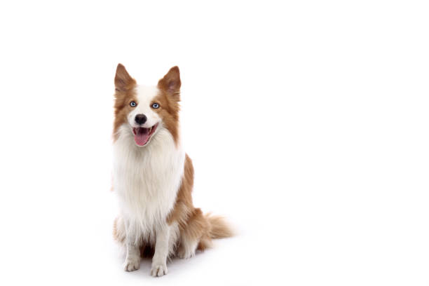 istock Portrait of a beautiful dog 1076339566