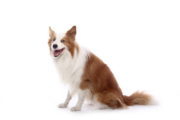 istock Portrait of a beautiful dog 1076339570