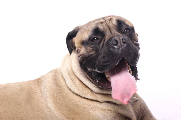 istock Portrait of a beautiful dog 1076339584