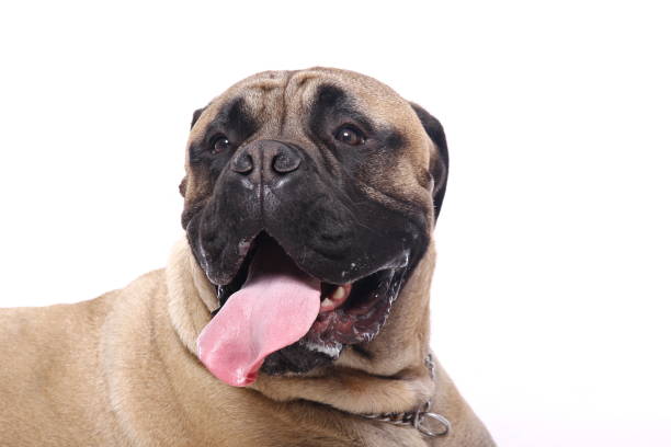istock Portrait of a beautiful dog 1076339592