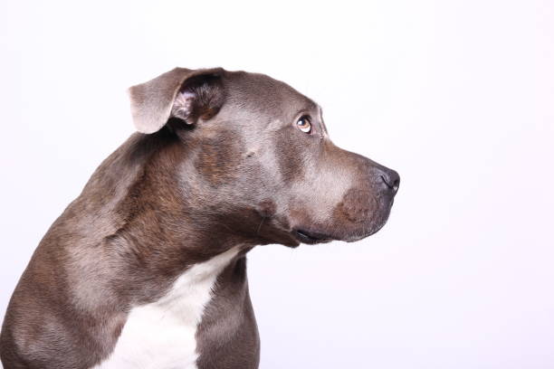 istock Portrait of a beautiful dog 1076339870
