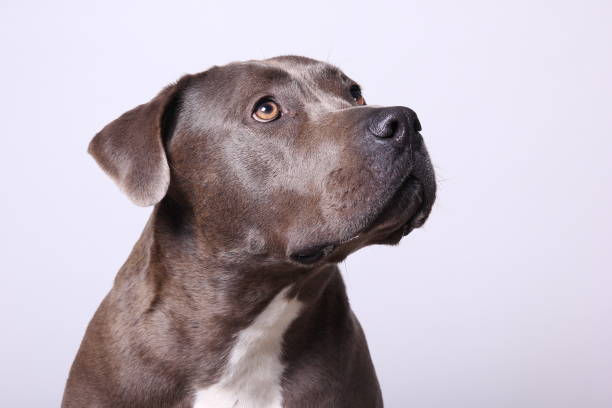 istock Portrait of a beautiful dog 1076339924