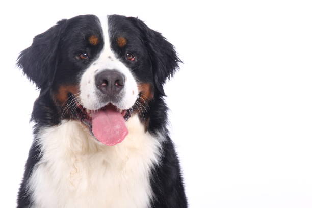 istock Portrait of a beautiful dog 1076340148