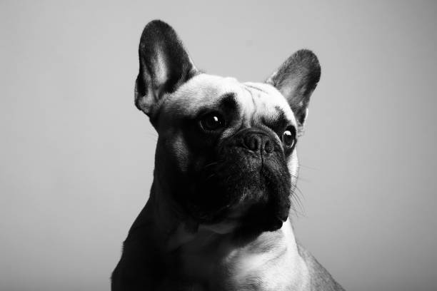 istock Portrait of a beautiful dog 1076340190