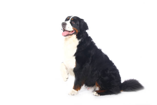 istock Portrait of a beautiful dog 1076340564